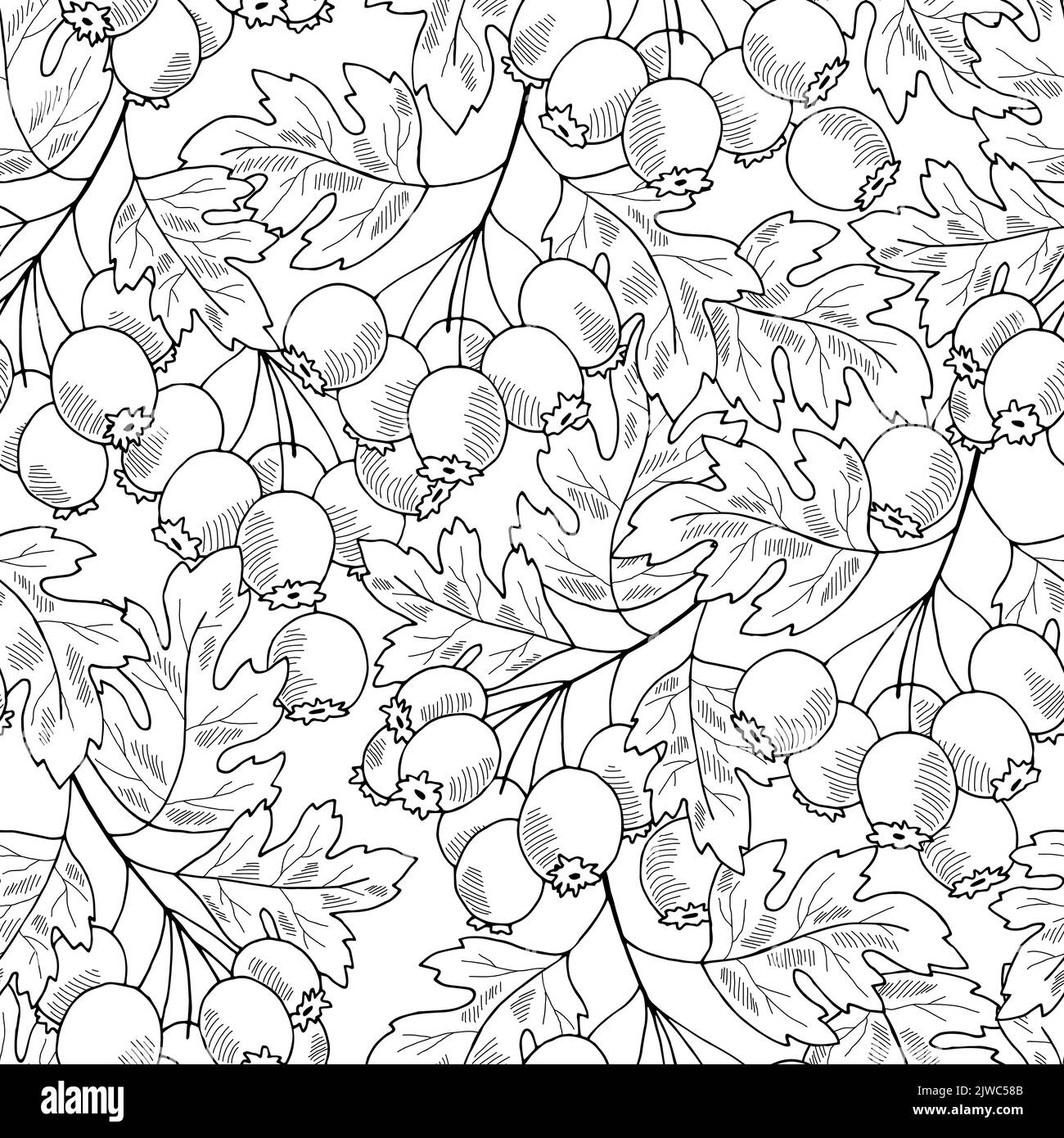 Motif de plante Hawthorn sans couture graphique d'arrière-plan noir blanc isolé esquisse vecteur d'illustration Illustration de Vecteur