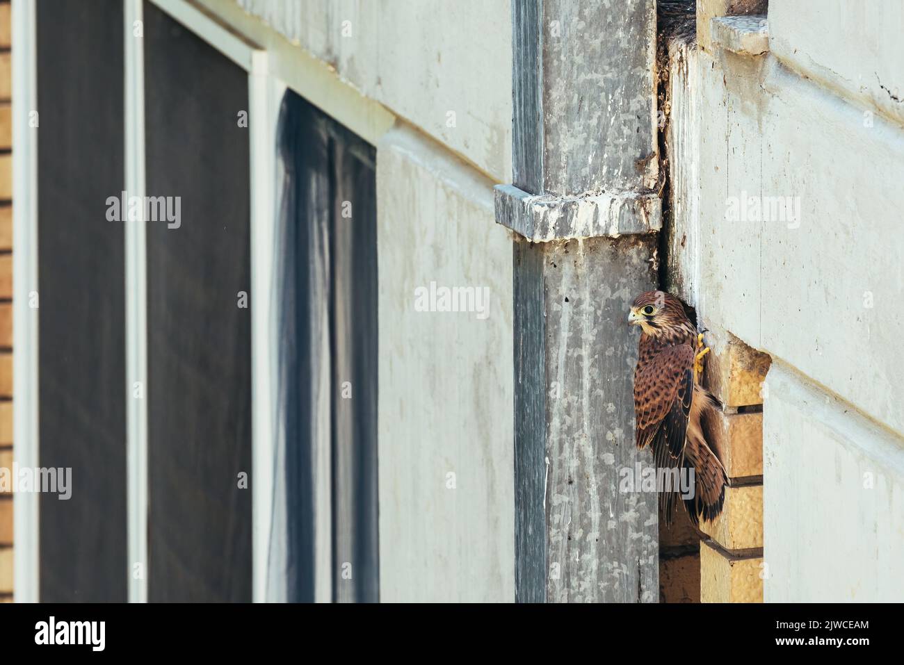 Kestrel commun, un oiseau sauvage dans la zone urbaine entourant le mur du bâtiment Banque D'Images