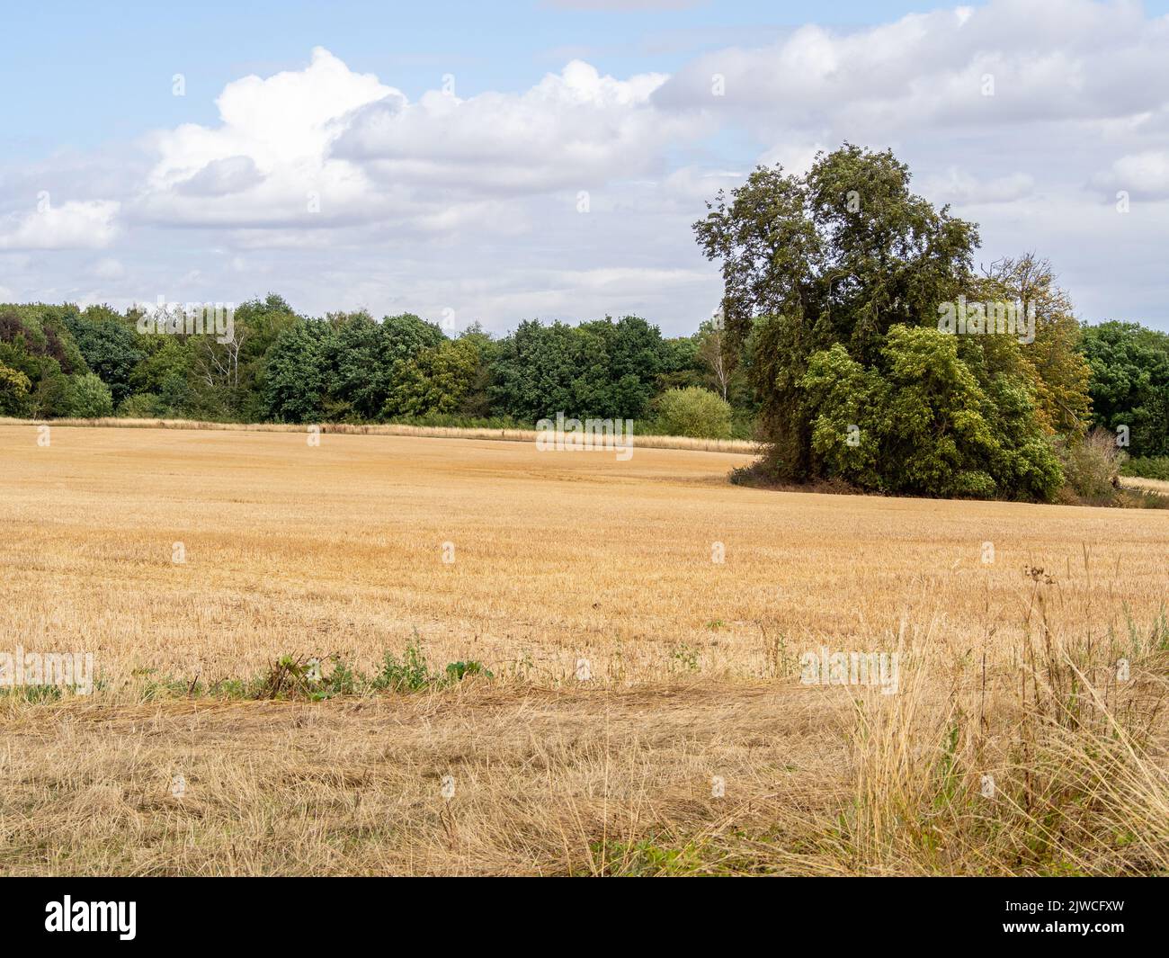 Sécheresse UK 2022 ; champs de terrain à Château Ashby, Northamptonshire, Banque D'Images