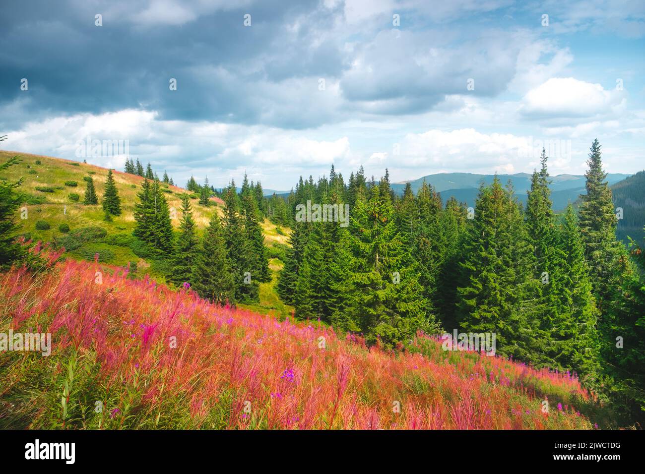 Les montagnes alpines sont impressionnantes par temps ensoleillé. Prairie de fleurs et forêt de pins. Chaîne de montagnes en arrière-plan. Beau paysage de la nature. Image de concept de voyage, d'aventure, de randonnée. Carpathian montagnes Banque D'Images