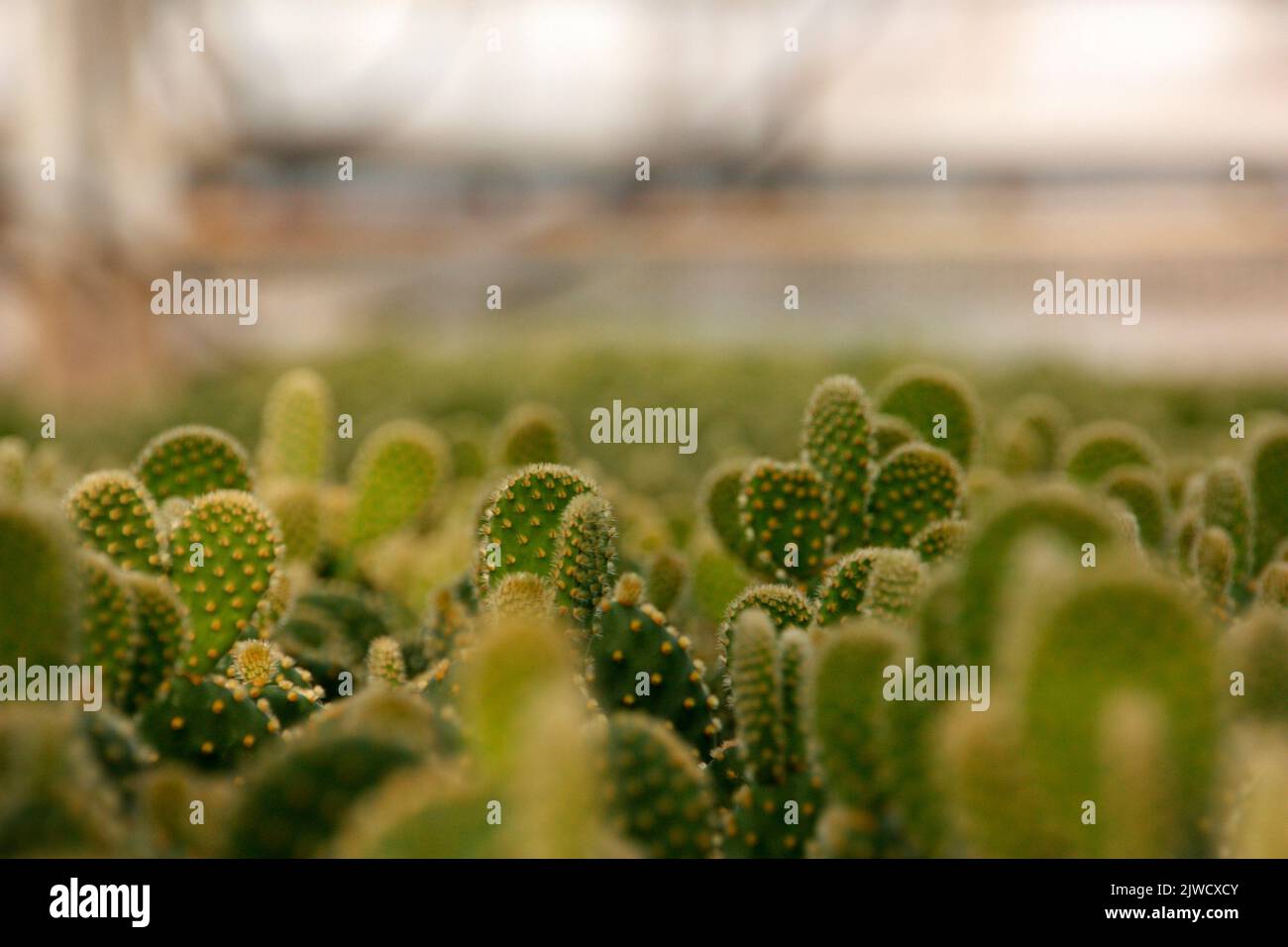 Plantes de cactus Banque D'Images