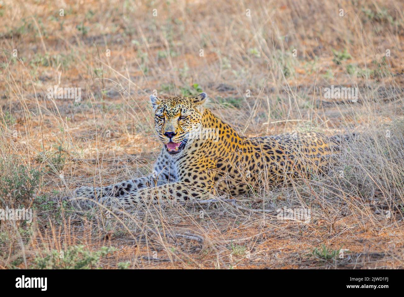 Leopard dans la réserve de jeu de Welgevonden, Afrique du Sud. Banque D'Images