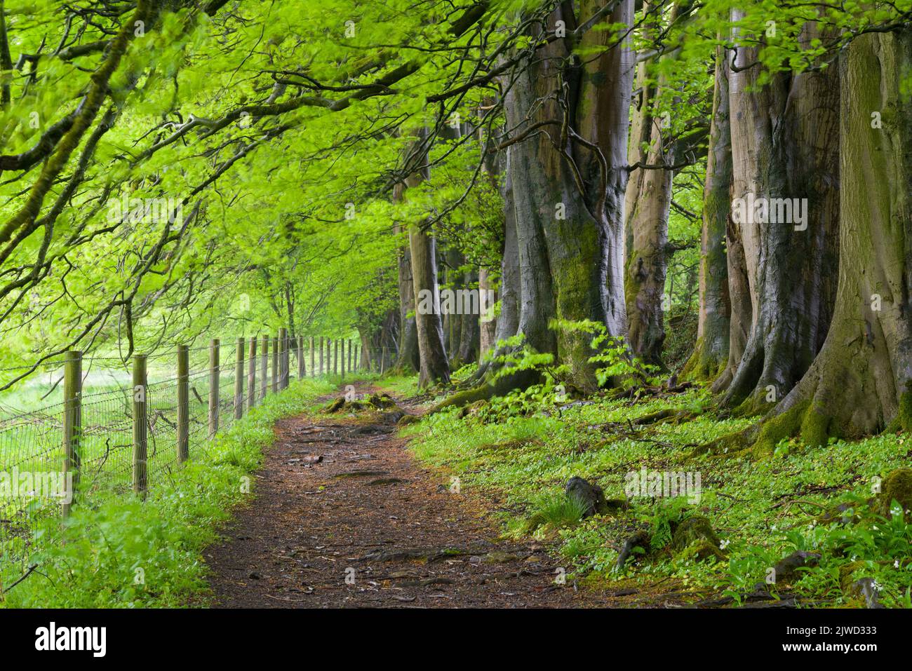 Un sentier le long d'une rangée de hêtres au printemps dans l'ANOB des Mendip Hills, dans le Somerset, en Angleterre. Banque D'Images