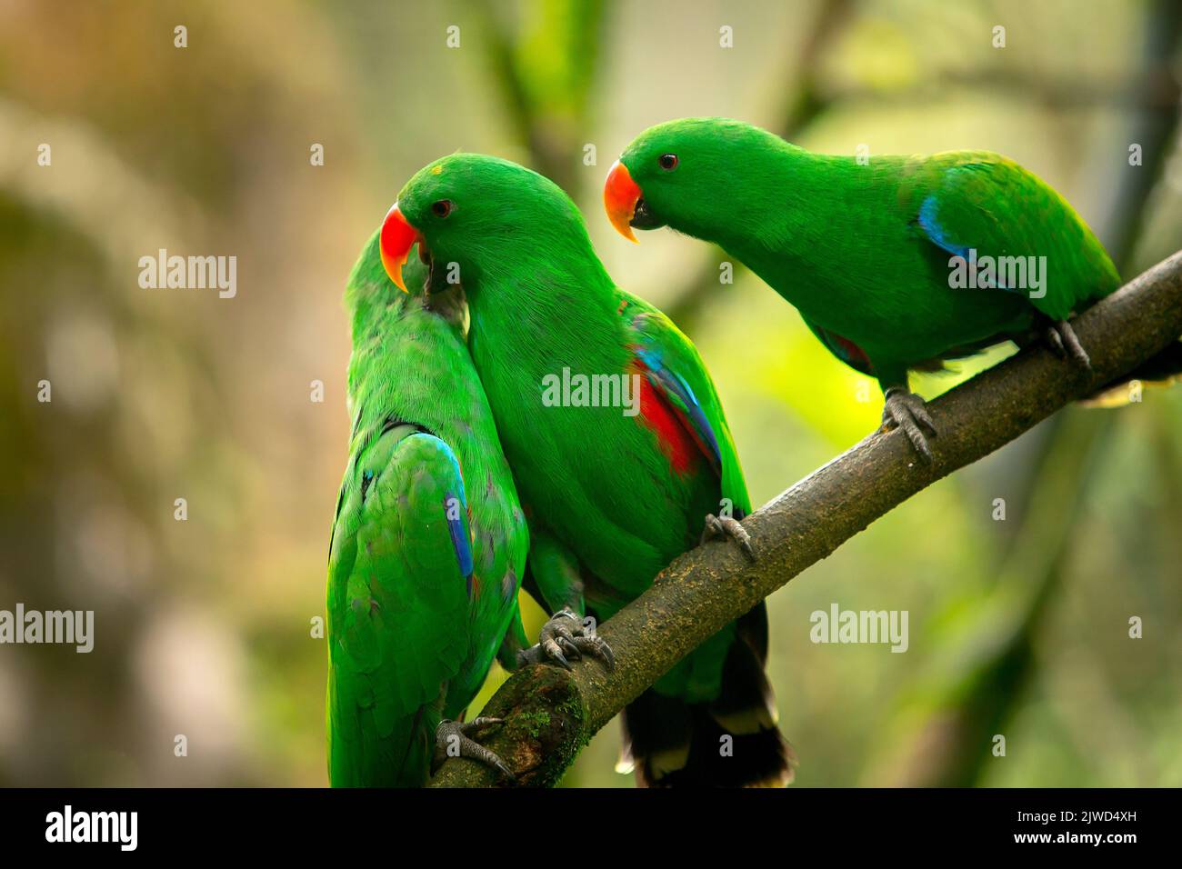 perroquets verts. Beau couple de perroquets verts. Perroquet vert faune de la nature tropicale Banque D'Images