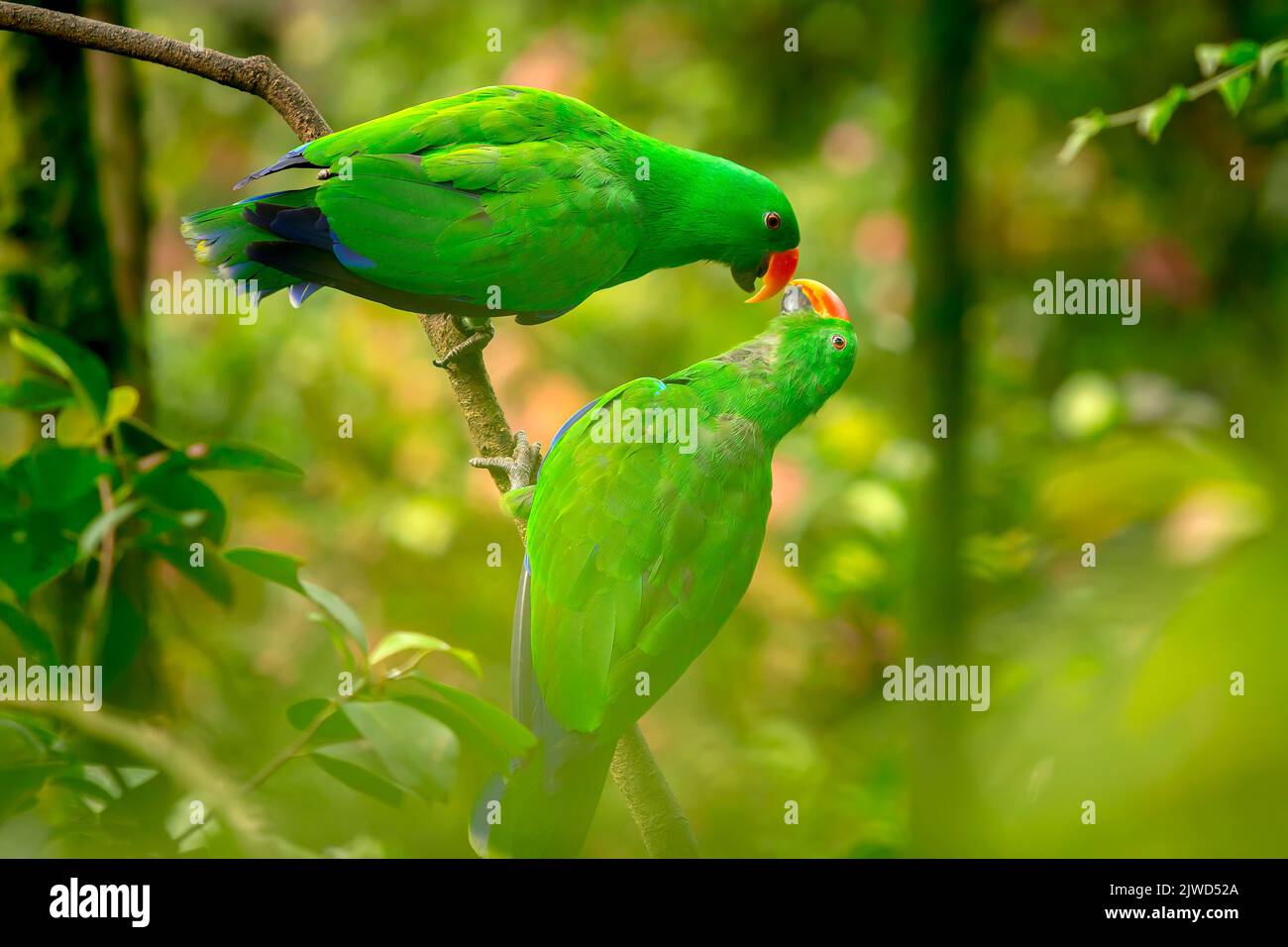 perroquets verts. Beau couple de perroquets verts. Perroquet vert faune de la nature tropicale Banque D'Images