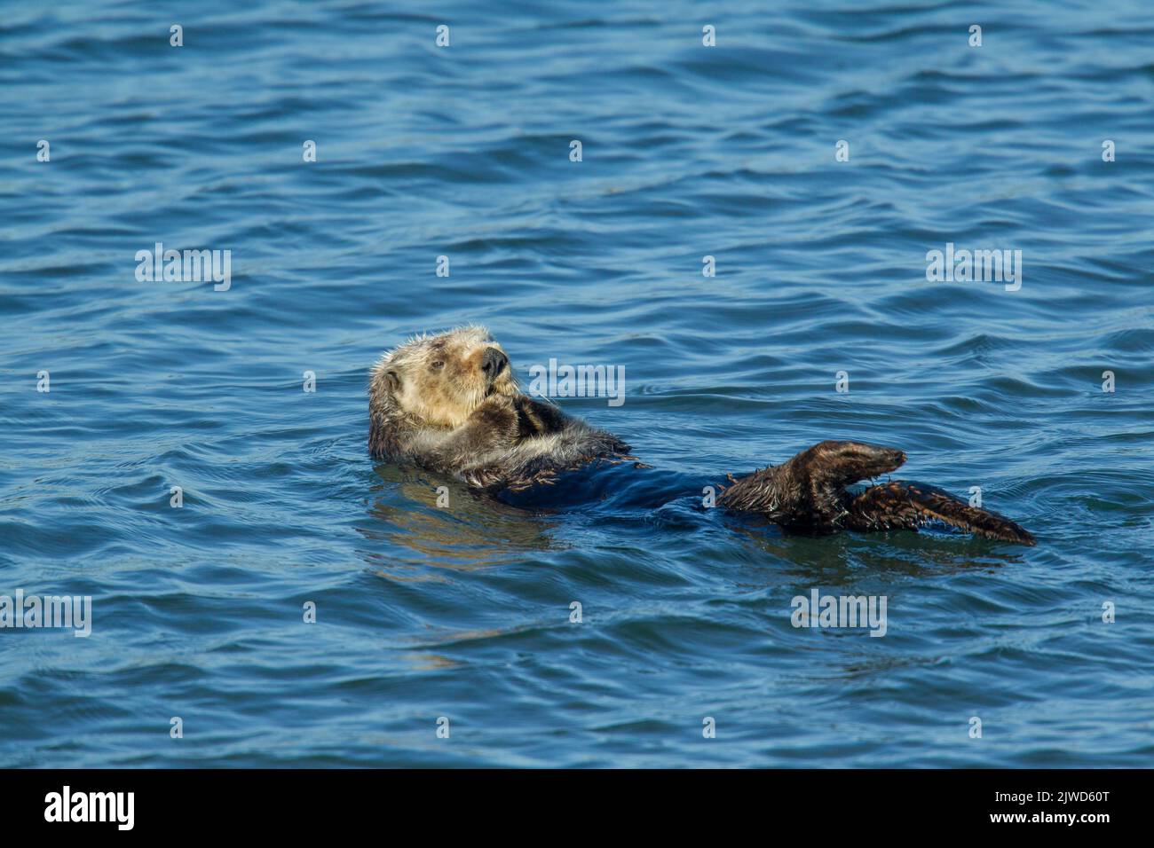 Loutre de mer de Californie (Enhydra lutris) flottant sur son dos dans l'eau Banque D'Images