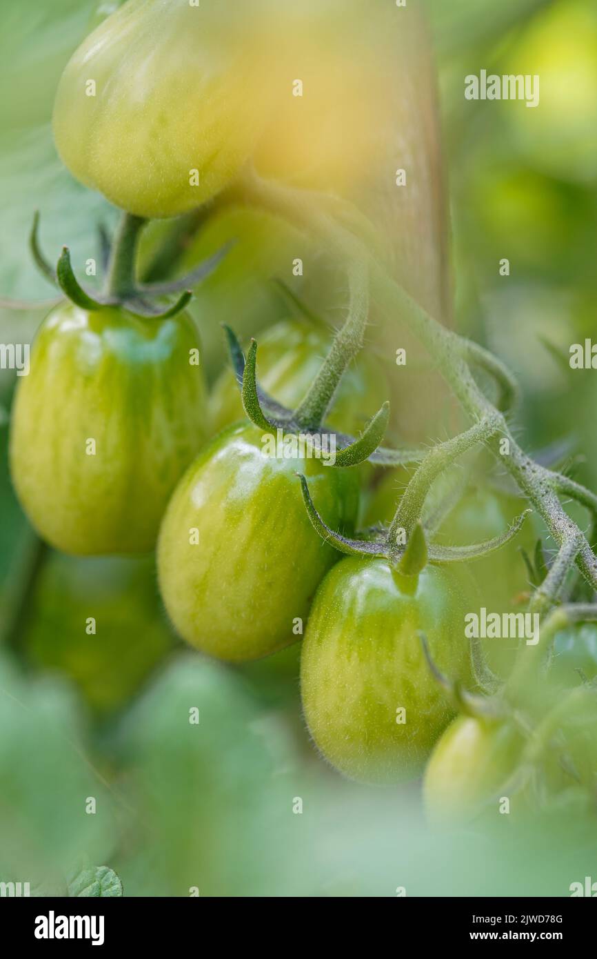 Les tomates cerises poussent dans le jardin. Les tomates cerises commencent à mûrir sur la brousse. Banque D'Images
