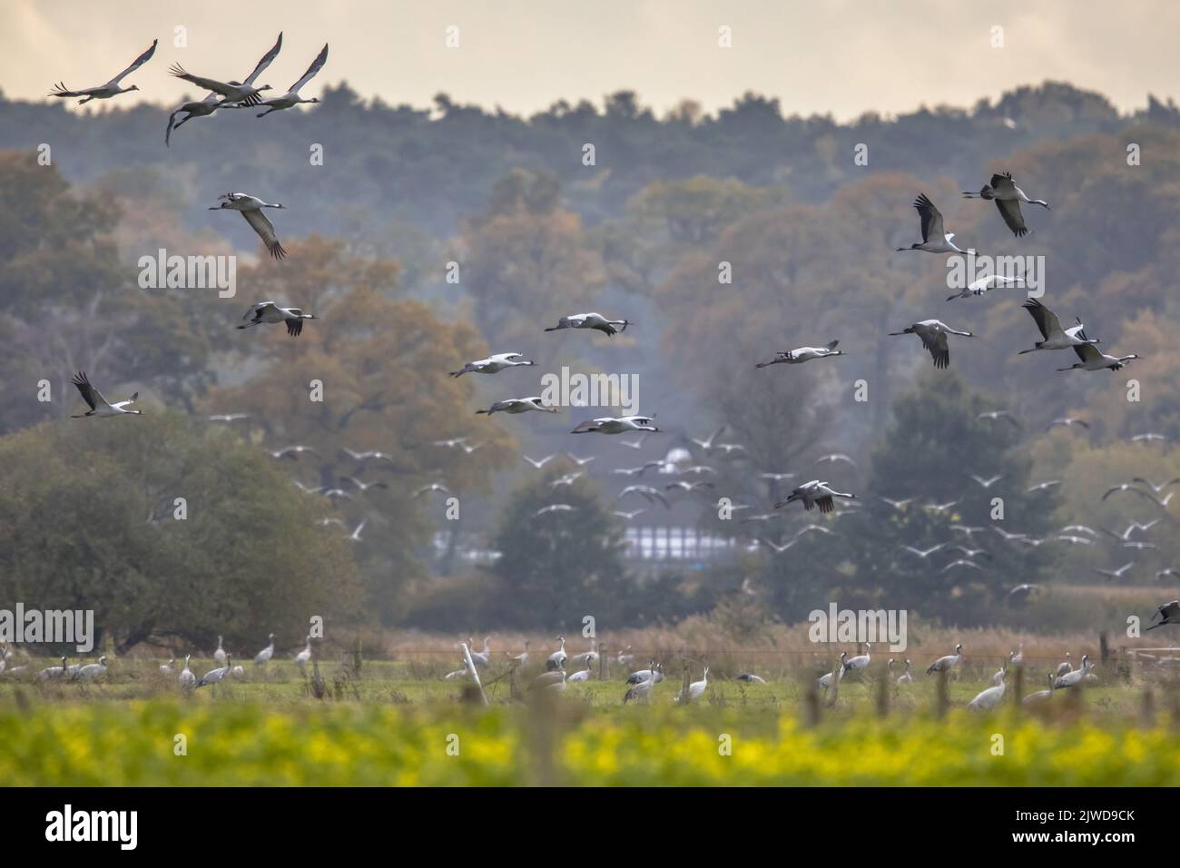 Des groupes d'oiseaux de la grue commune (Grus Grus) en migration dans les habitats d'alimentation de la campagne allemande en octobre. Allemagne Banque D'Images
