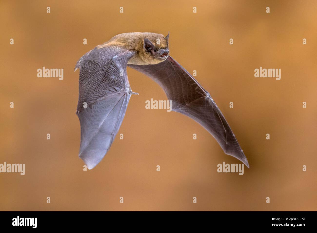 Tir d'action de la chauve-souris de pipistrelle volante (Pipistrellus pipistrellus) vu de côté sur le grenier de la maison en bois avec un fond lumineux Banque D'Images