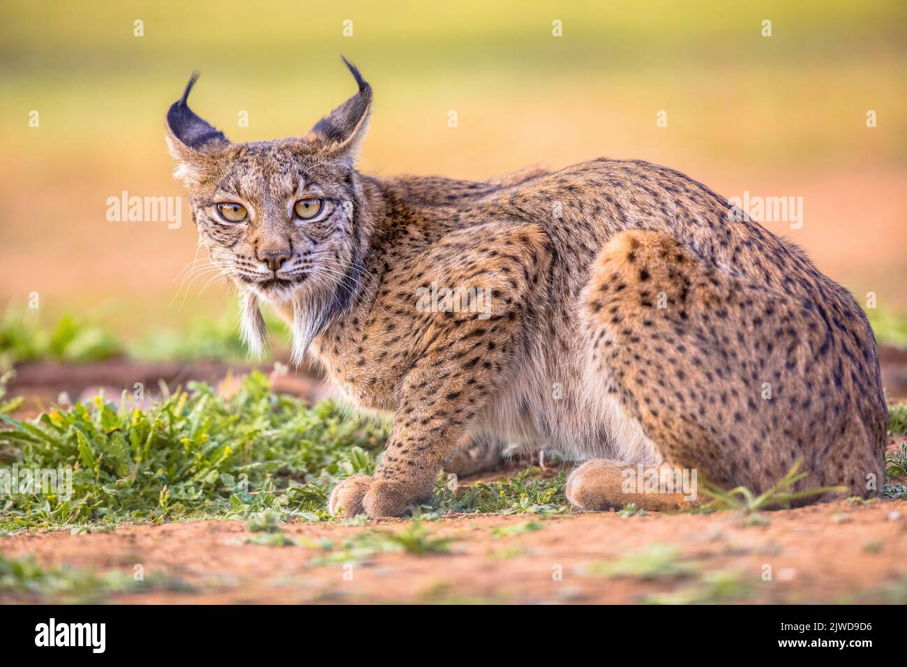 Le Lynx ibérique (Lynx pardinus) est une espèce de chat sauvage endémique de la péninsule ibérique dans le sud-ouest de l'Europe. Animal sauvage à Andujar, Espagne. Faune SC Banque D'Images