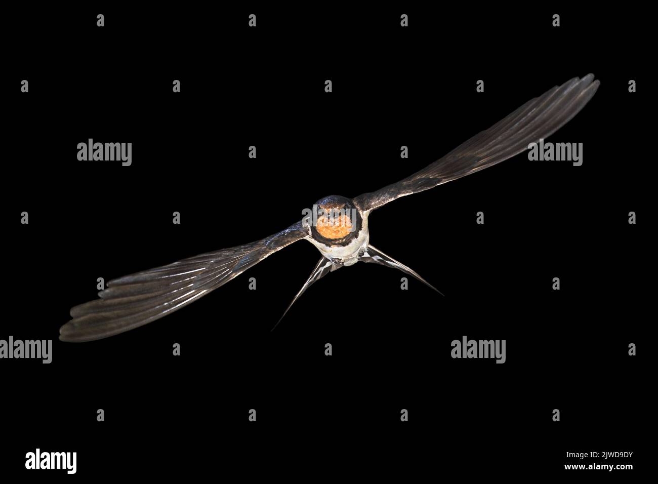 L'hirondelle rustique (Hirundo rustica) bird flying sur fond noir Banque D'Images