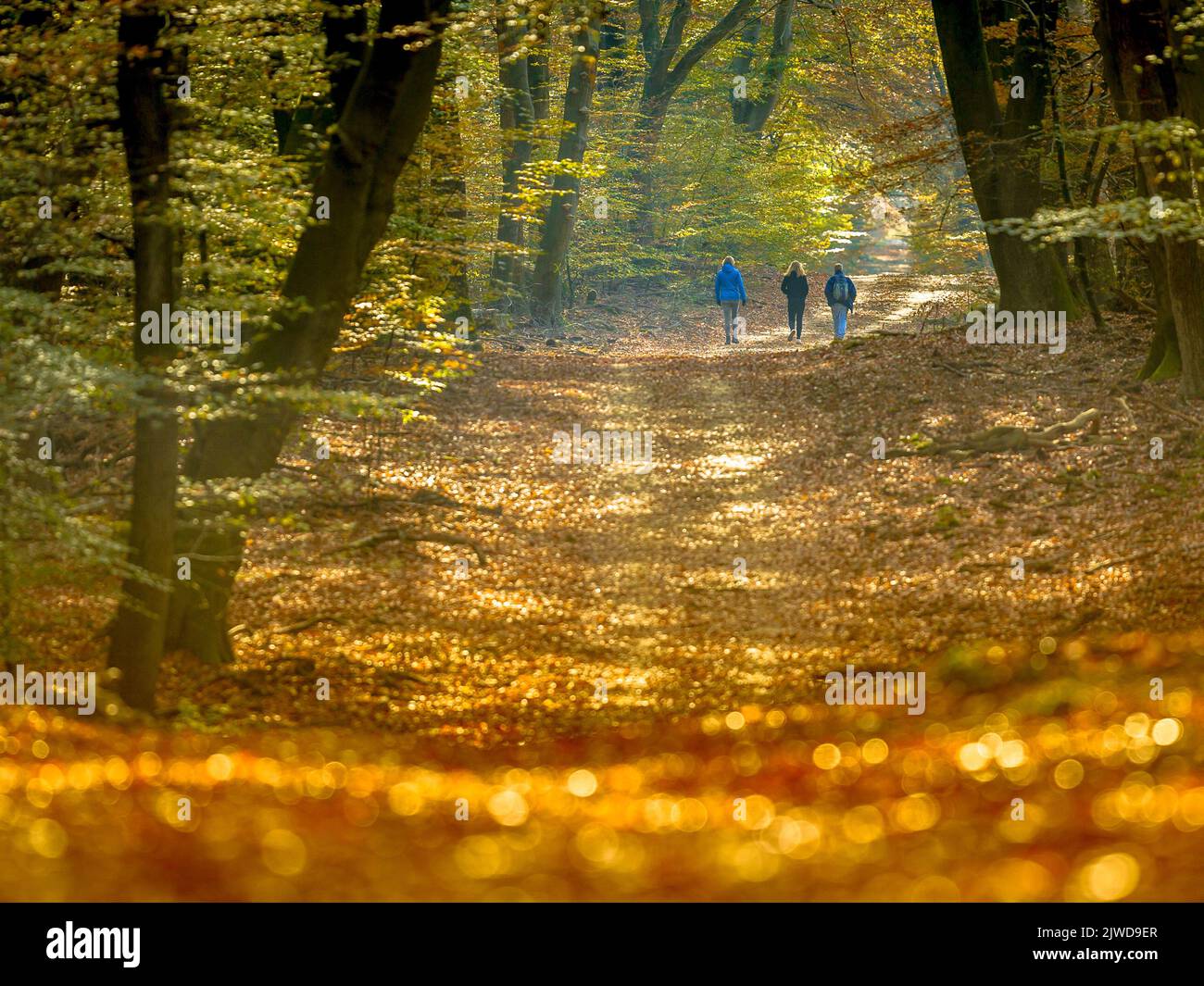 Les gens se promenant sur la passerelle dans la forêt d'automne avec le feuillage d'automne coloré dans des conditions de brumeux. Veluwe, province de Gelderland, pays-Bas. Banque D'Images