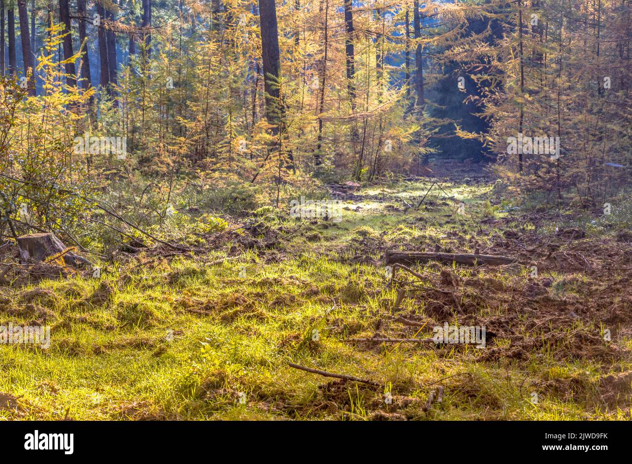 Promenade dans la forêt d'automne avec feuillage d'automne coloré dans des conditions de brumeux. Veluwe, province de Gelderland, pays-Bas. Banque D'Images