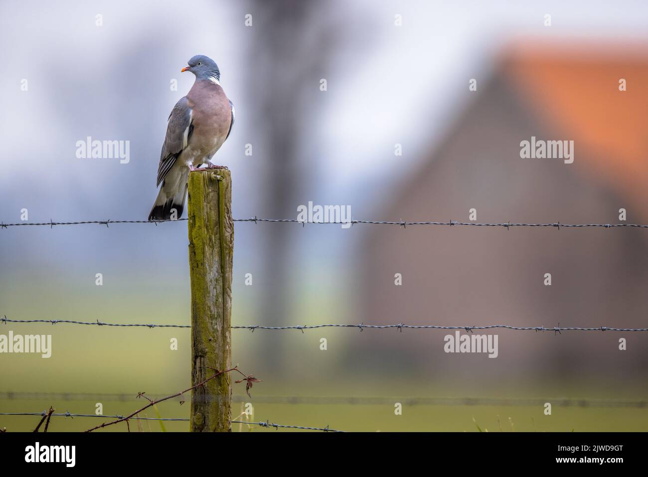 Pigeon de bois (Columba Palumbus) perché sur une clôture avec une grange de ferme floue en arrière-plan. Les pigeons de bois semblent avoir une préférence pour les petits agriculteurs Banque D'Images