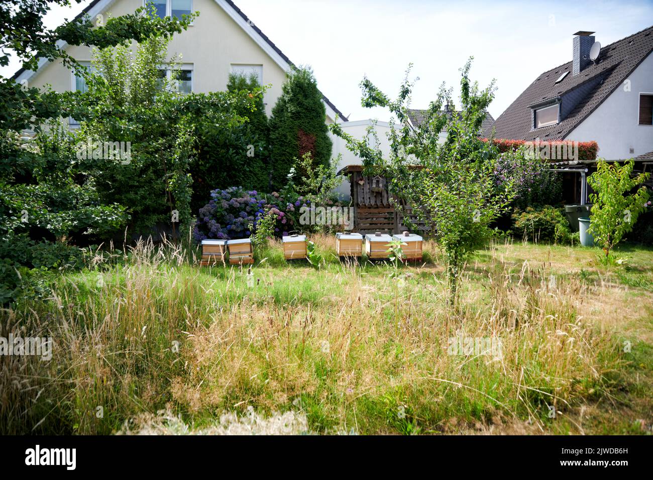 Bienenenstoecke stöhen auf einem Gartengelaende in einem Wohngebiet im hohen gras. Banque D'Images