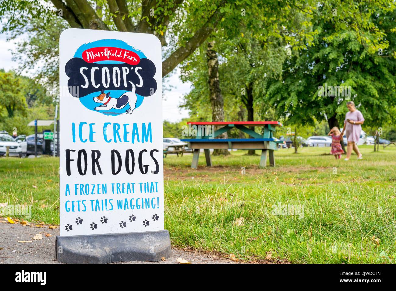 Gros plan du panneau dans le parc public britannique vendant la glace Scoop's spécialement conçue pour les chiens ! Banque D'Images