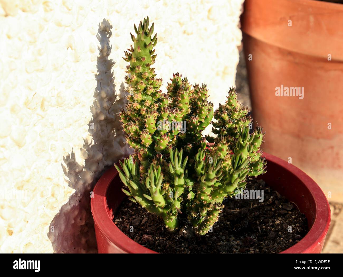 Austrocylindropuntia Subulata en pot et coloré dans le jardin Banque D'Images