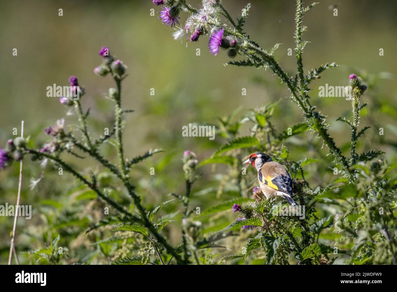 Gros plan d'un égolin adulte (Carduelis carduelis) perché sur une plante de chardon commun au soleil, Yorkshire, Royaume-Uni Banque D'Images