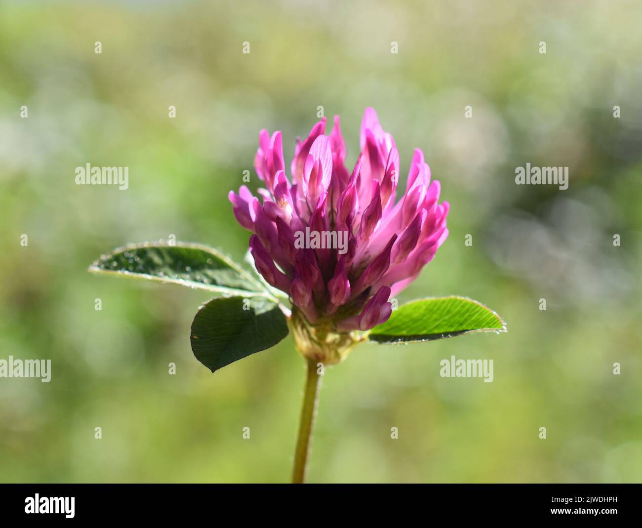 Gros plan sur le trèfle rouge Trifolium pratense fleur Banque D'Images