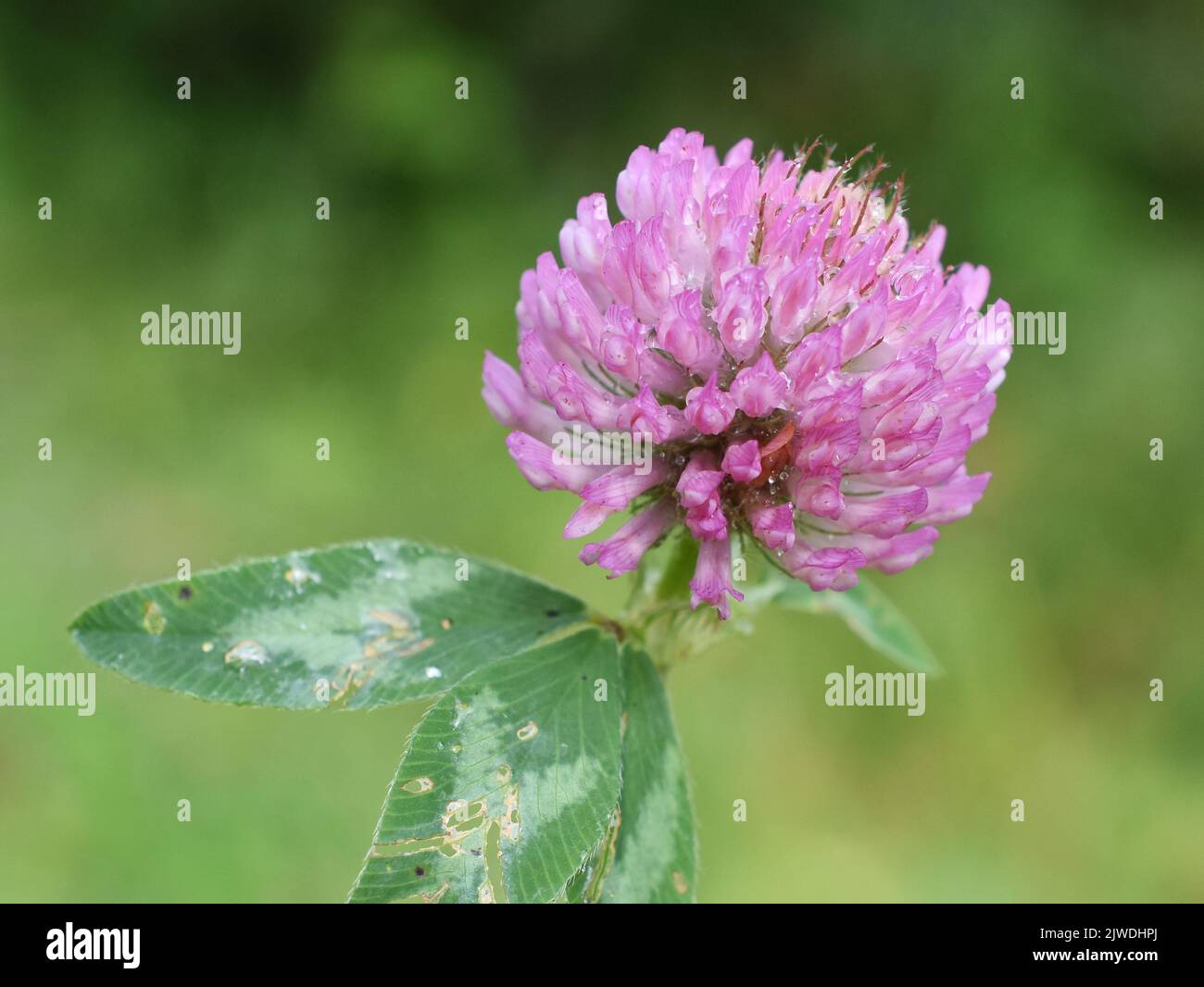 Gros plan sur le trèfle rouge Trifolium pratense fleur Banque D'Images