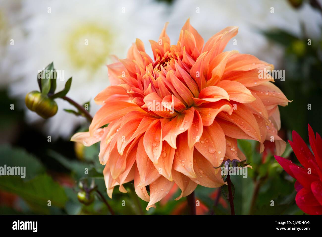 Une fleur de dahlia de couleur corail vibrante avec de grandes dahlias blanches en arrière-plan, dans un jardin anglais de campagne à la fin de l'été Banque D'Images