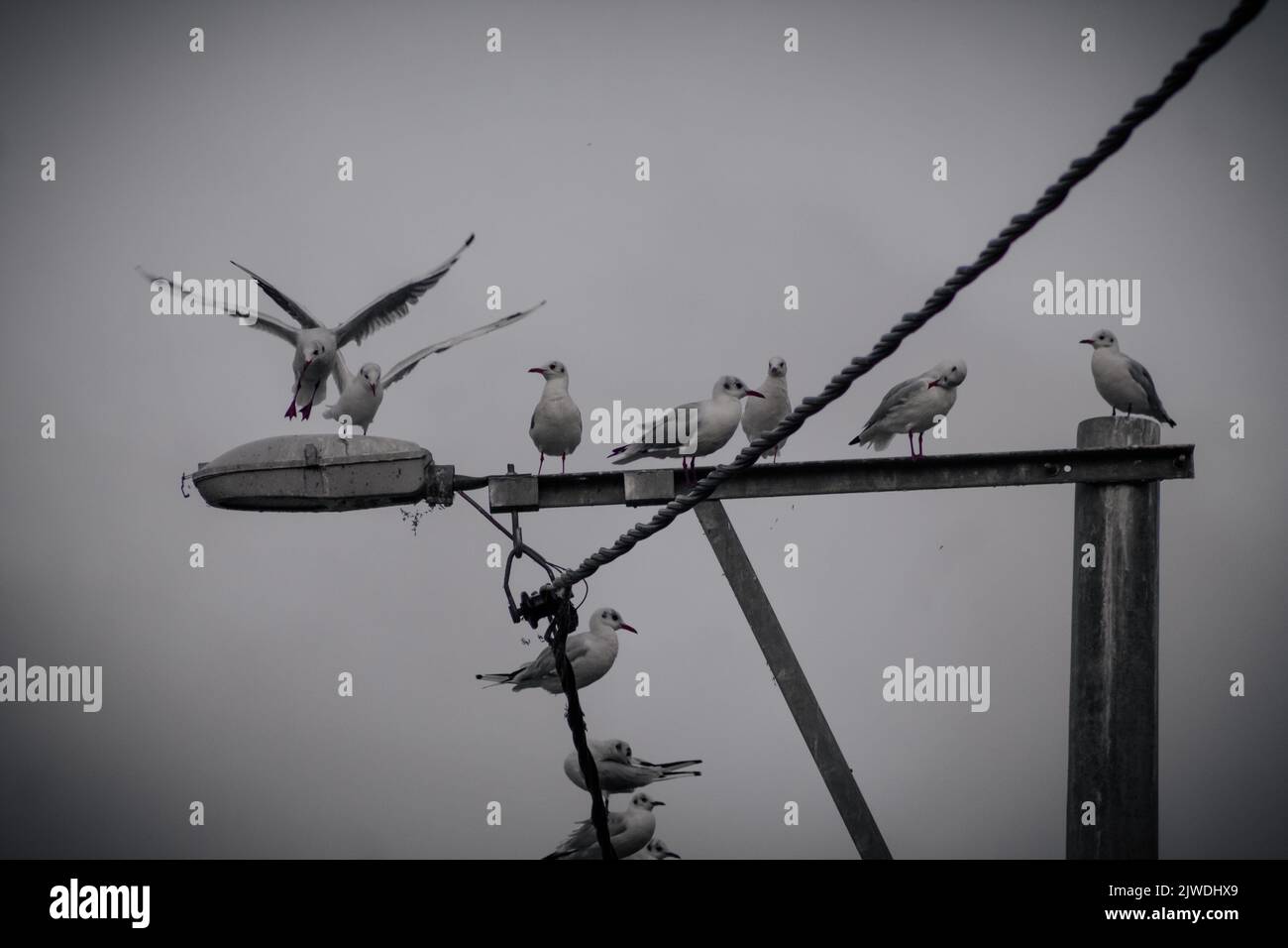 Vue de dessous des mouettes alignées sur un lampadaire et une lampe, mise au point sélective Banque D'Images