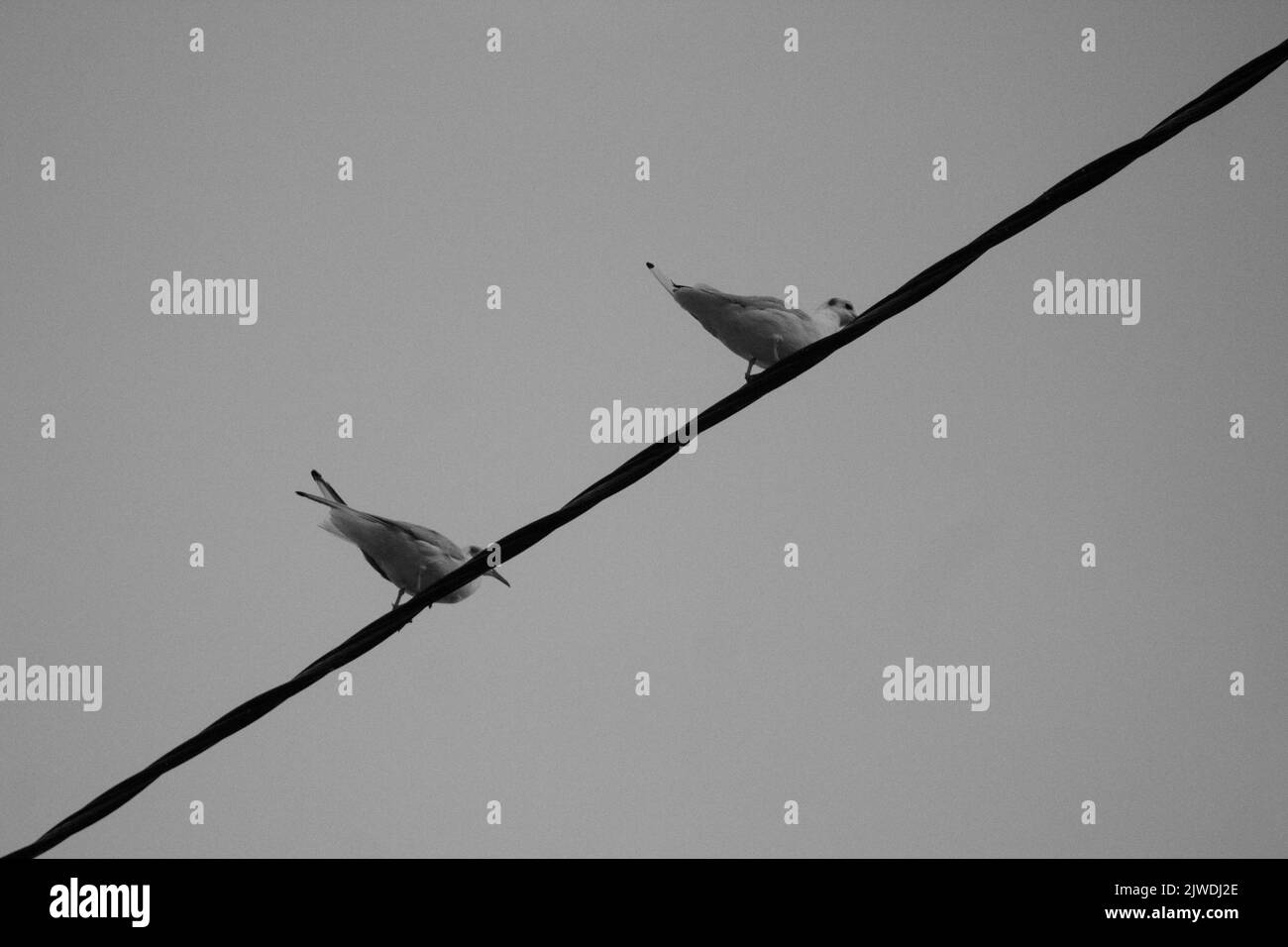 Vue de dessous des mouettes alignées sur les fils électriques, mise au point sélective Banque D'Images
