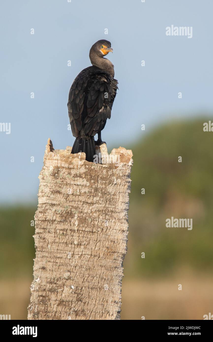 Un cormorant à double crête perché sur un palmier mort. Banque D'Images
