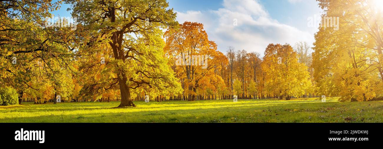 Belle vue sur la prairie avec des arbres sur elle dans le parc automnal en journée ensoleillée. Banque D'Images