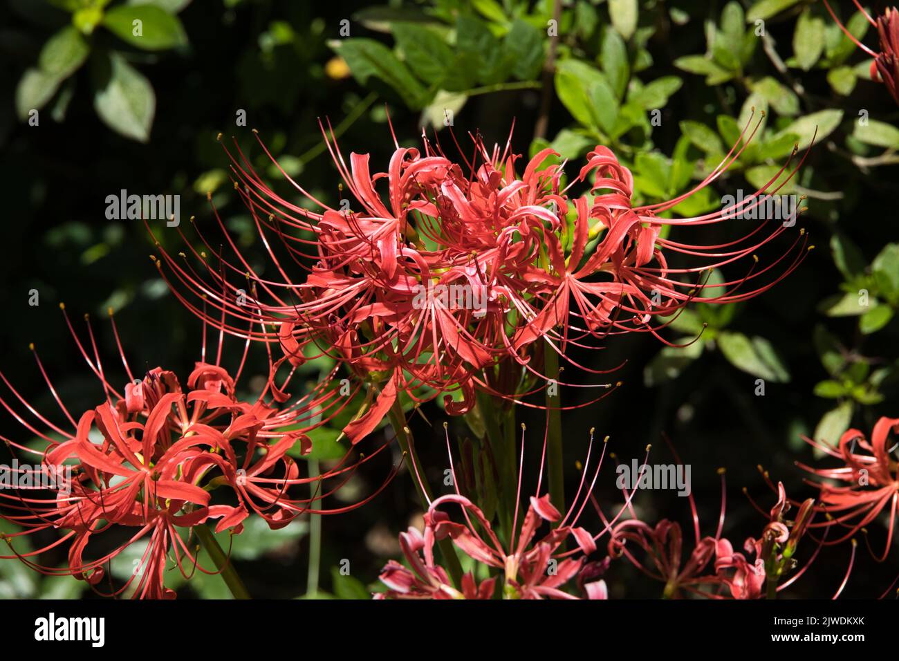 fleur de corail Banque D'Images