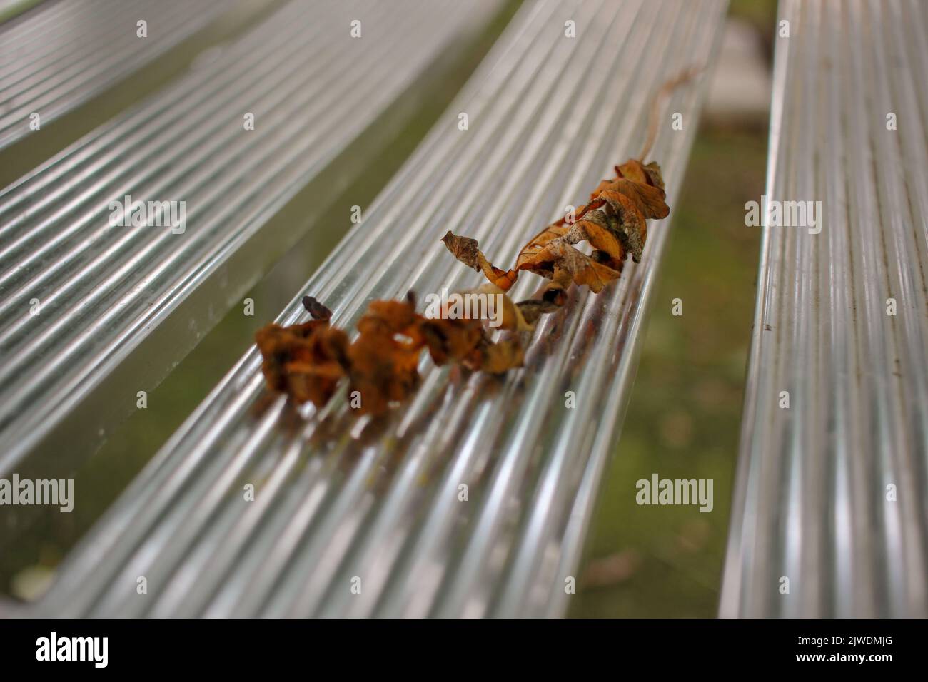 feuille tombée sur une chaise en aluminium pendant l'automne Banque D'Images