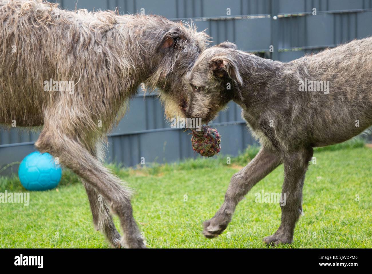 chien de chasse écossais adulte jouant avec le bébé chien de chasse écossais (soupirs) Banque D'Images