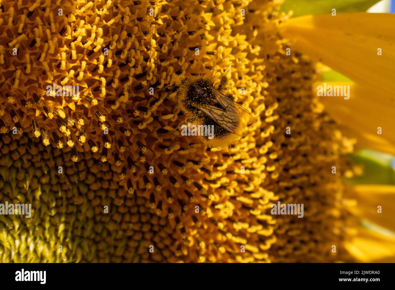 Une abeille ivre de pollen d'un tournesol Banque D'Images