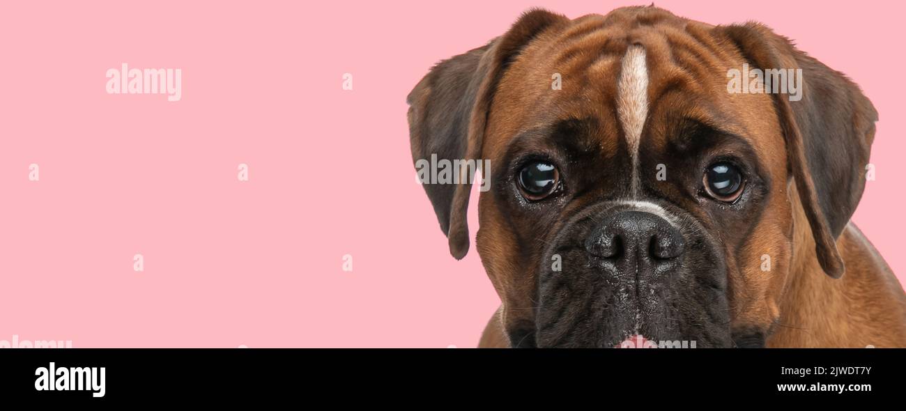 adorable petit chien boxeur avec de grands yeux qui collent la langue et se panent tout en posant sur fond rose en studio, gros plan des yeux, du visage et de la hea Banque D'Images