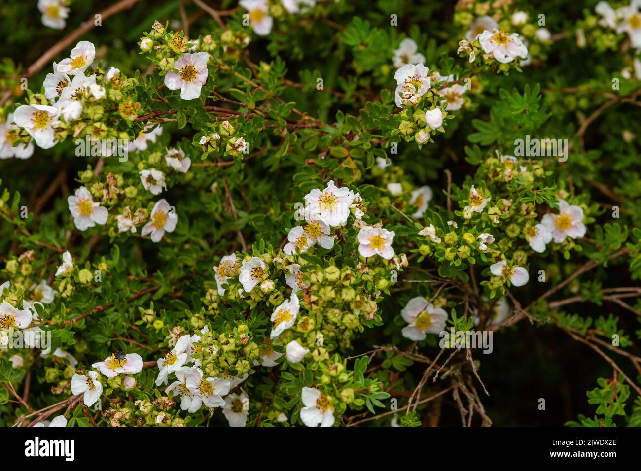 Potentilla fruticosa 'Princess Blink'. Cet arbuste a des fleurs roses qui se décolorent à blanc à la fin de l'été. Banque D'Images Potentilla fruticosa 'Princess Blink'. Cet arbuste a des fleurs roses qui se décolorent à blanc à la fin de l'été. Banque D'Images