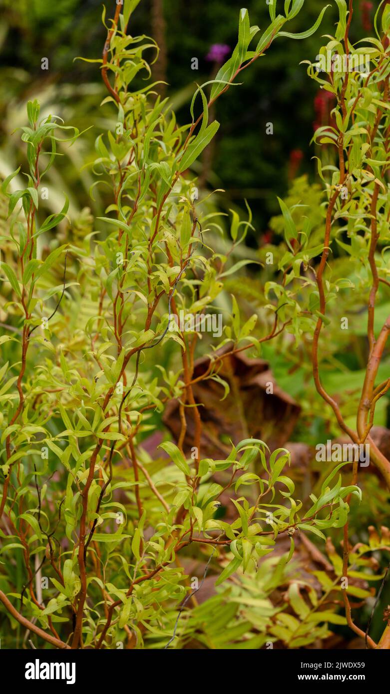 Salix 'Golden Curls' - un grand arbuste avec des feuilles tordues étroites et des tiges rouges. (willow 'Erythroflexuosa'). Banque D'Images