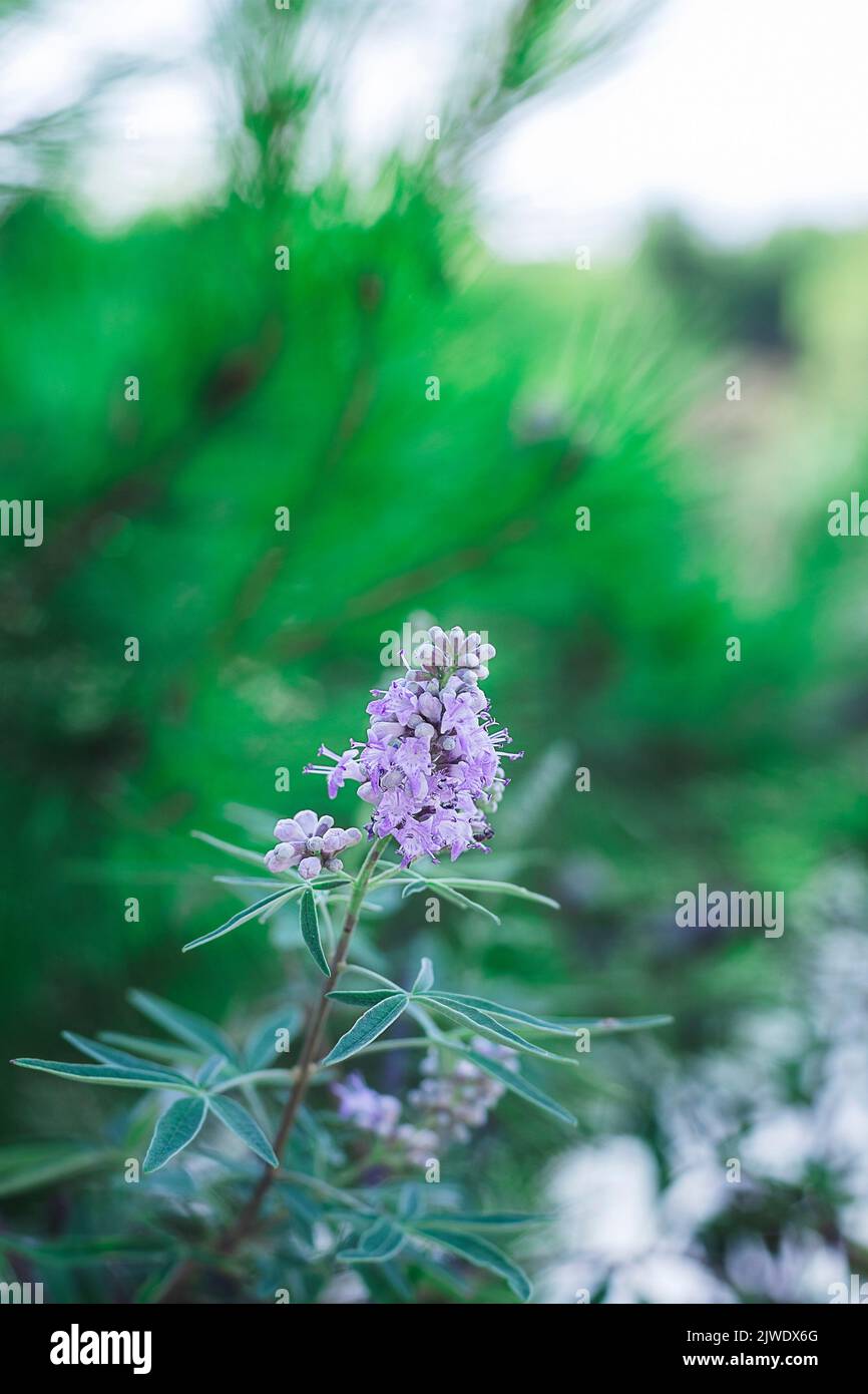 Fleurs violet Vitex agnus-castus, arrière-plan flou de bokeh Banque D'Images