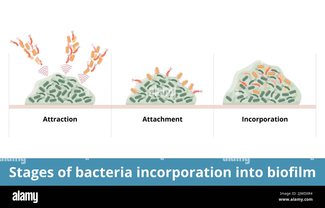 Stades d'incorporation des bactéries dans le biofilm. Processus de bactéries addon à la colonie formée et le biofilm. Attraction, attachement, incorporation Illustration de Vecteur