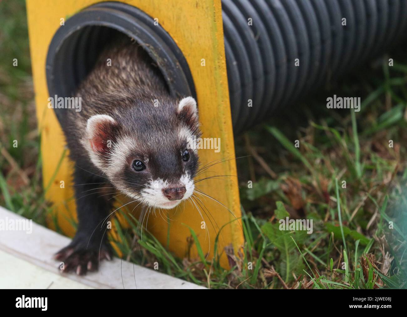 Ferret Racing à un spectacle de campagne au Royaume-Uni Banque D'Images