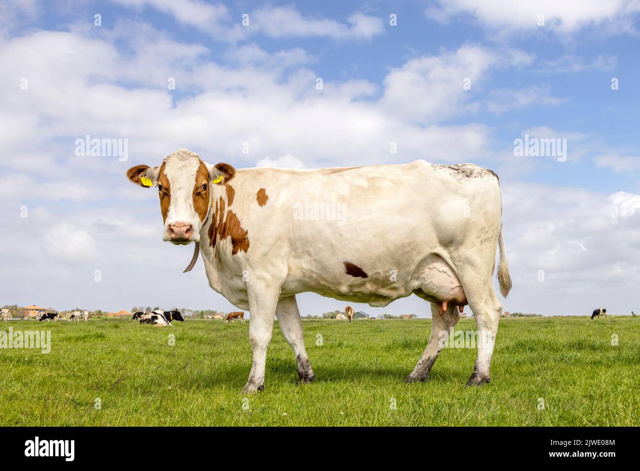 Vache laitière debout sur l'herbe verte dans un pâturage et un ciel bleu, vue latérale sur la longueur de la rousse ronde brun rouge Banque D'Images