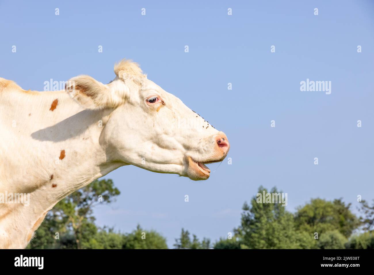 Tête de vache blanche mangeant, regardant mignon, mouches et larmes, mâcher la bouche ouverte, vue latérale de tête et fond bleu Banque D'Images