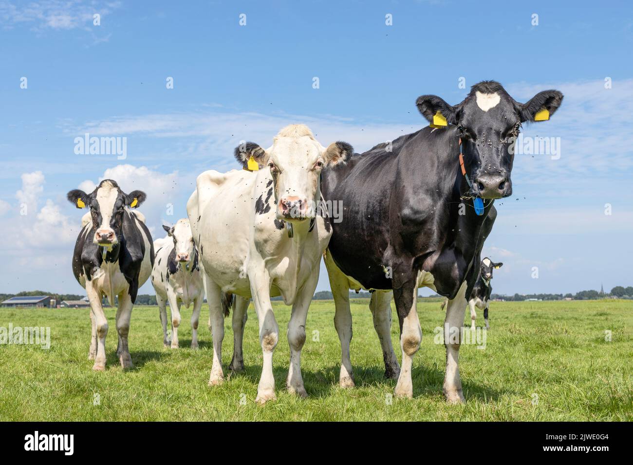 Vaches de groupe, debout calme et heureux regardant noir et blanc dans un champ vert, un ciel bleu et horizon sur la terre Banque D'Images