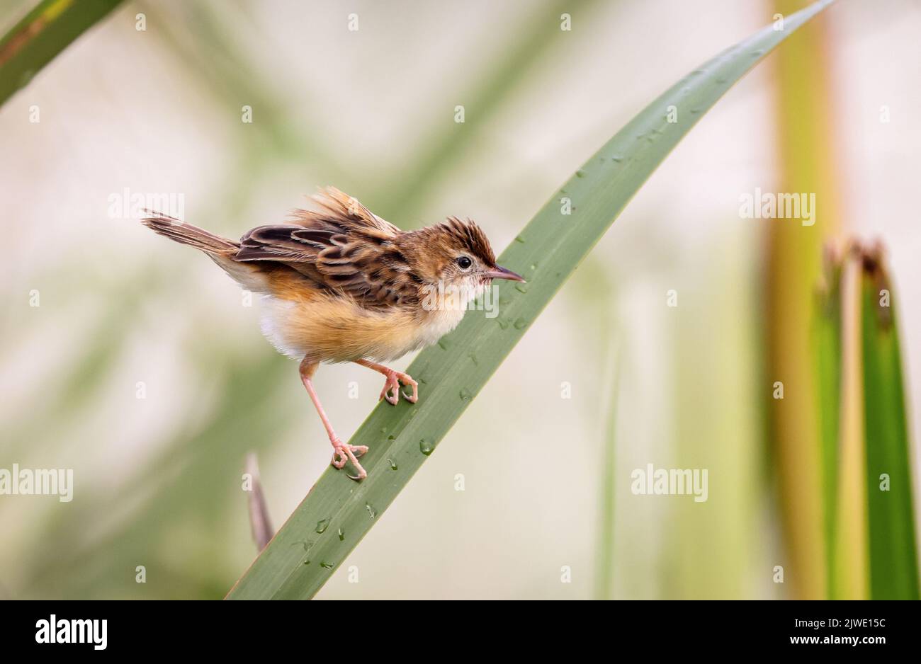 Zitting cisticola ou fantail warbler strié. Banque D'Images