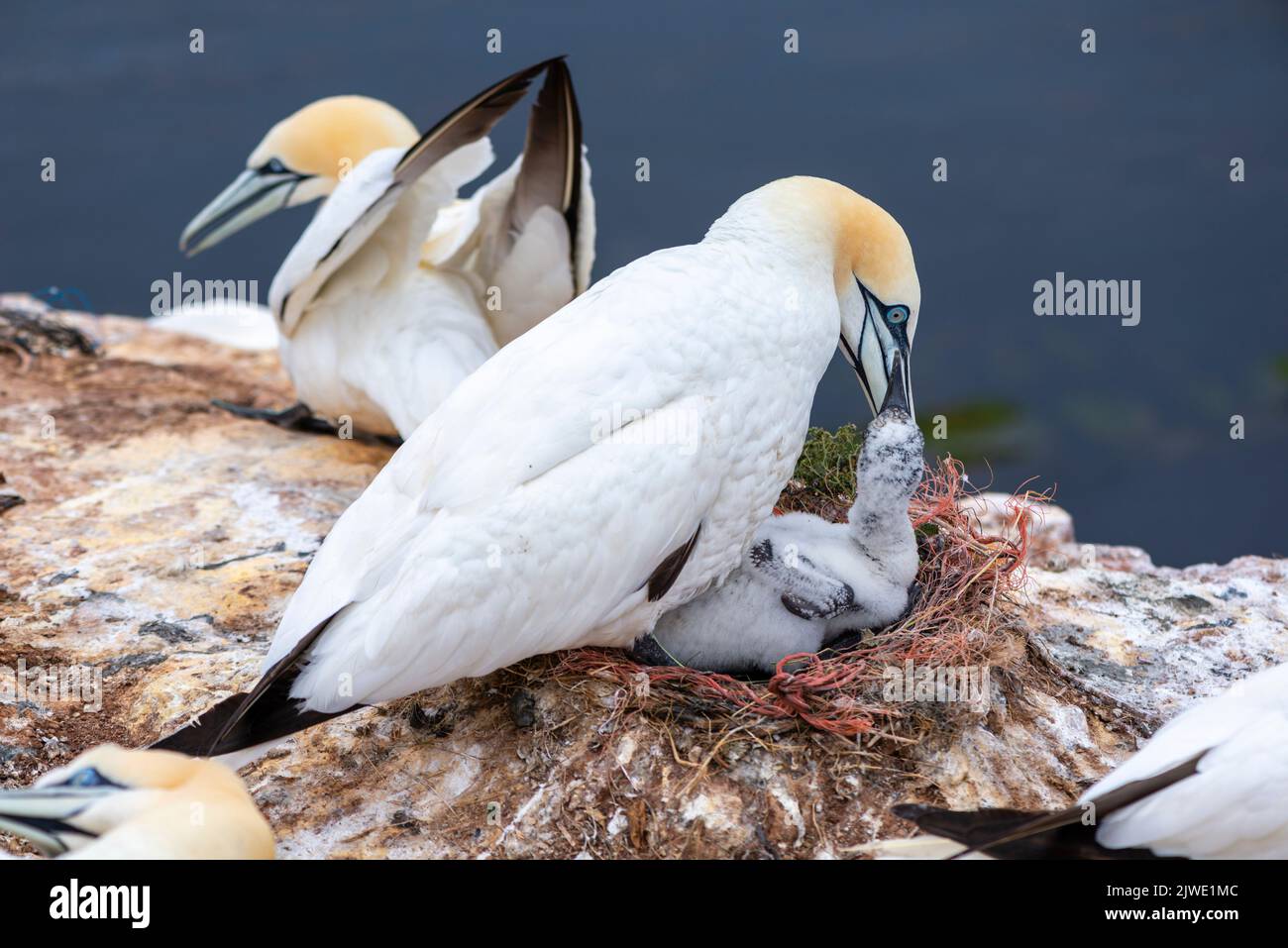 Gantets du Nord (Morus bassanus) sur la falaise Helgoland, île de haute mer Heligoland, nid avec des oiseaux marins, Mer du Nord, Schleswig-Holstein, Allemagne du Nord Banque D'Images