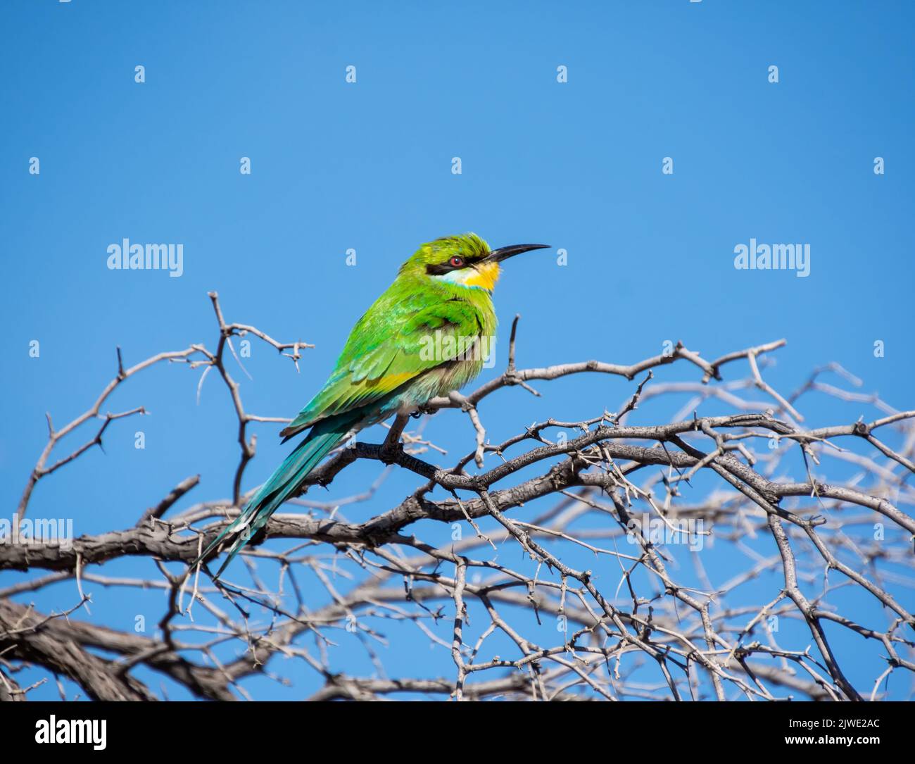 Mangeur à queue hirondelle perchée dans un arbre de la savane de Kalahari Banque D'Images