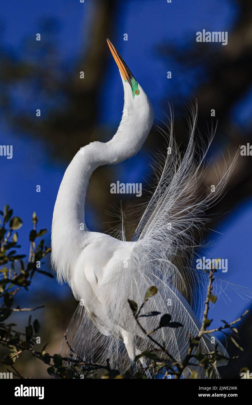 De grandes aigrettes blanches s'étirent dans la danse d'accouplement Banque D'Images