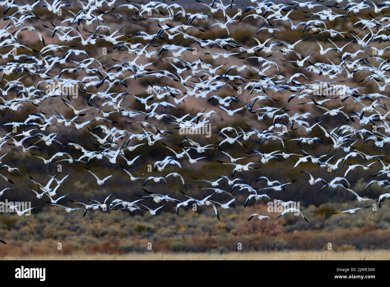 Immense troupeau d'oies des neiges blanches s'envolent dans Bosque del Apache Banque D'Images