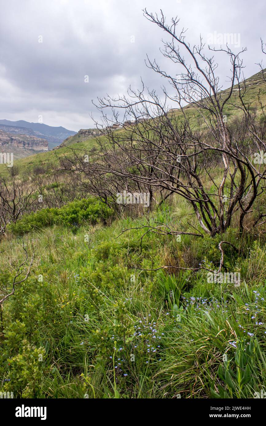 Vieux brouillé dans le Grassland alpin afro des montagnes du Drakensberg, en Afrique du Sud, avec une tempête qui se réunit en arrière-plan. Banque D'Images