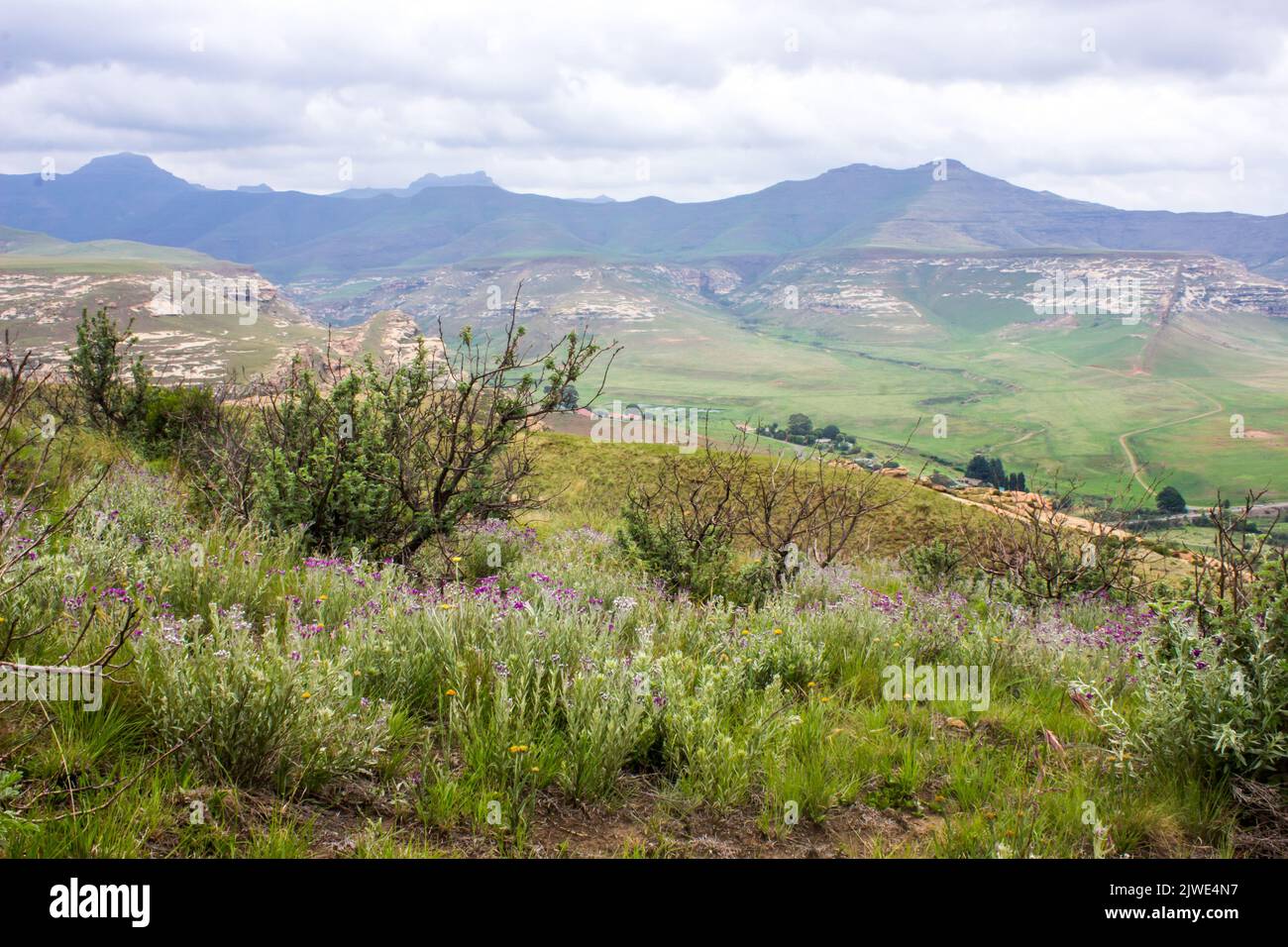 Fleurs sauvages avec les sinistre Blue Mountains et les nuages de tempête gris en arrière-plan, dans les montagnes du Drakensberg Banque D'Images