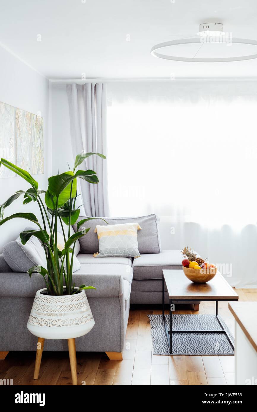 Intérieur scandinave élégant et moderne d'espace ouvert séjour avec bol en bambou avec fruits sur la table basse, canapé-lit gris, coussins et homme Banque D'Images Intérieur scandinave élégant et moderne d'espace ouvert séjour avec bol en bambou avec fruits sur la table basse, canapé-lit gris, coussins et homme Banque D'Images